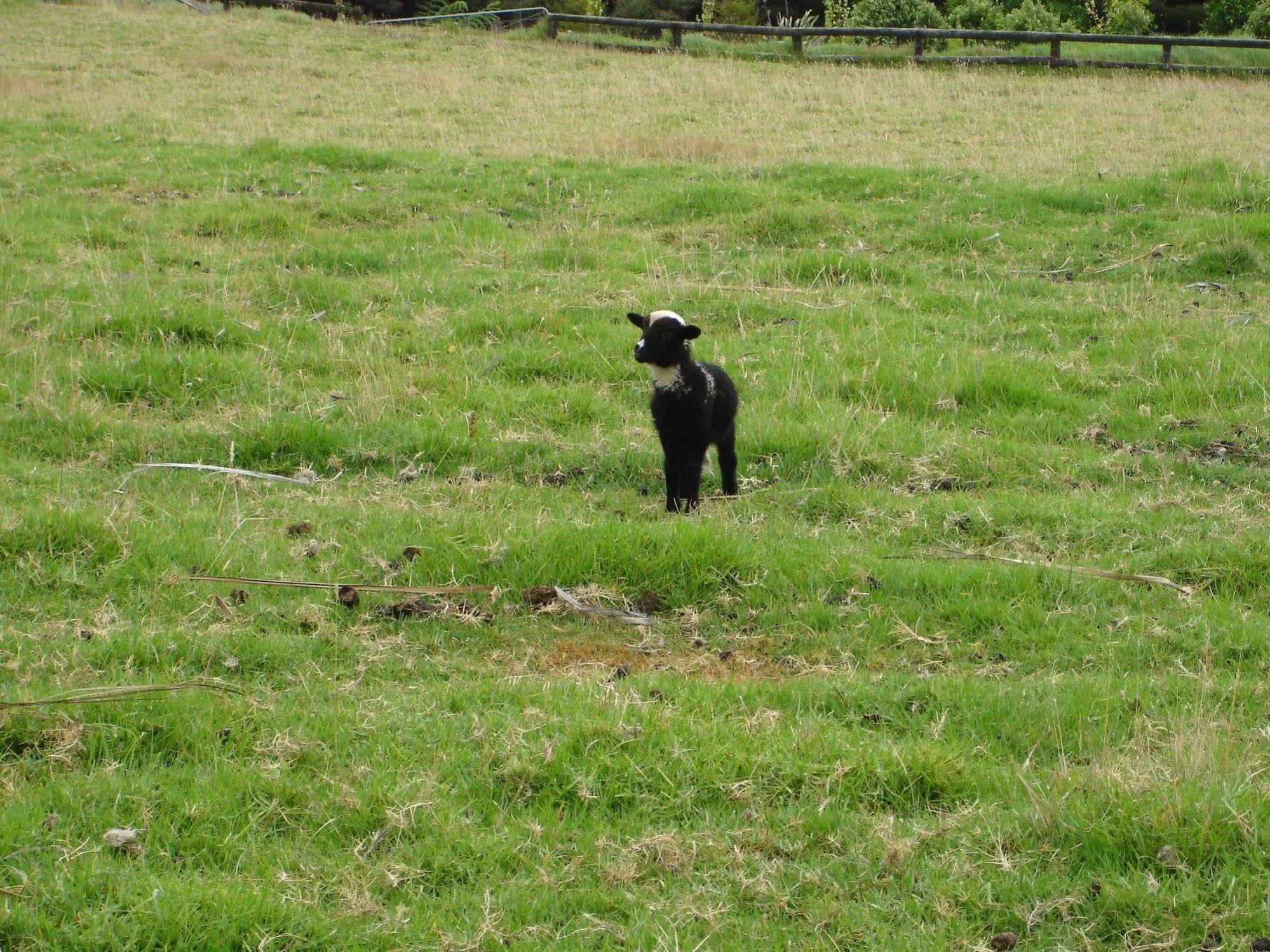 Country Homestead At Black Sheep Farm Waipu Eksteriør billede